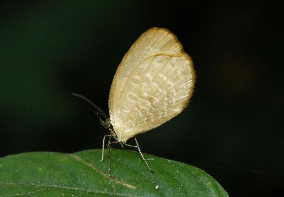 Megalopalpus zymna male UNS
